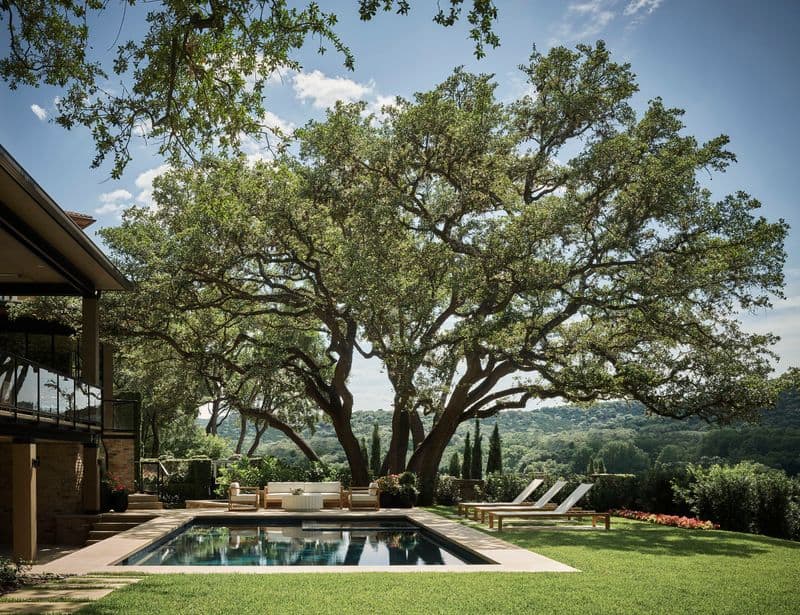Shade Trees