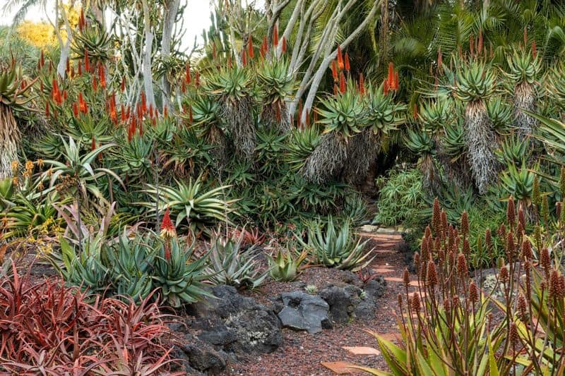 Aloe Vera