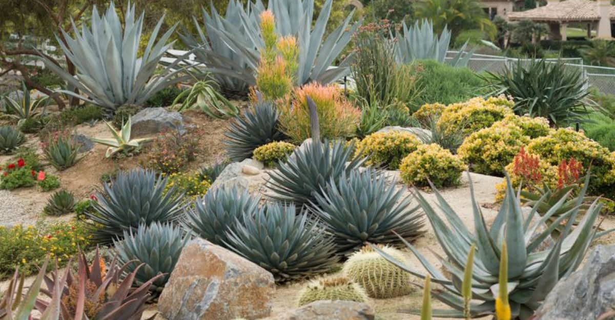 low-maintenance-plants-hot-climates