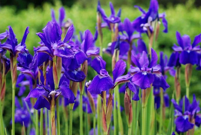 Iris