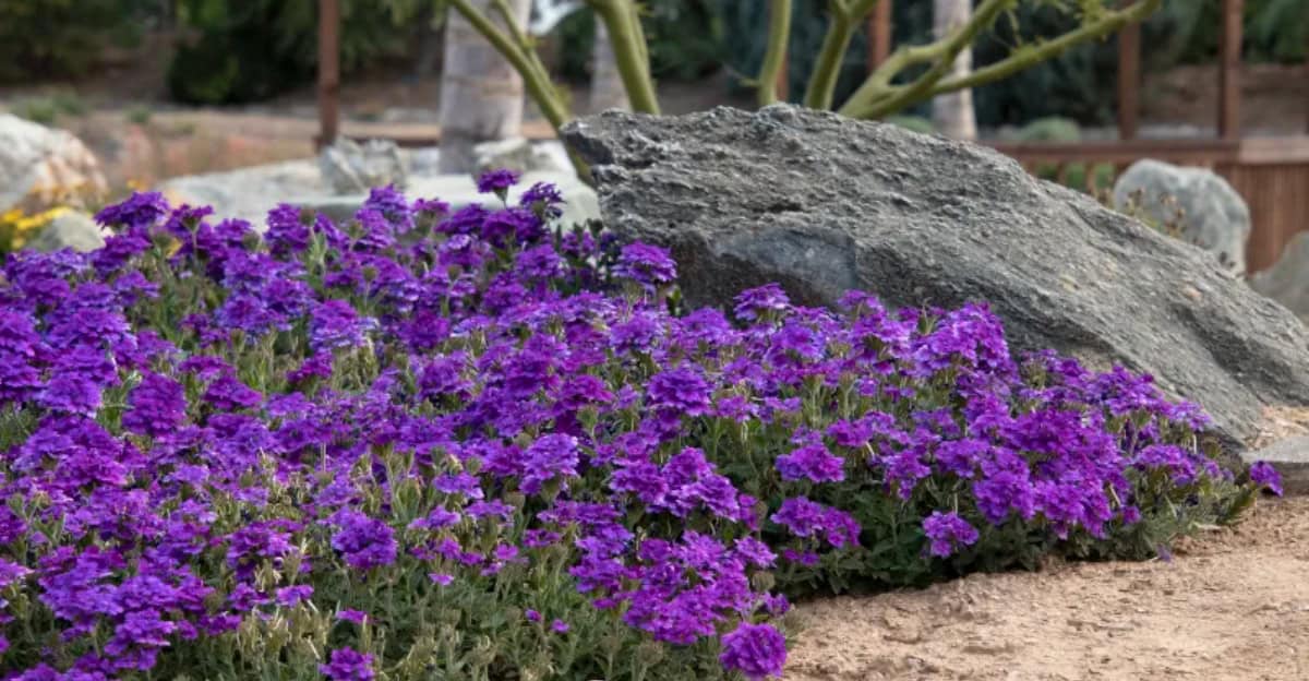 purple-flowers