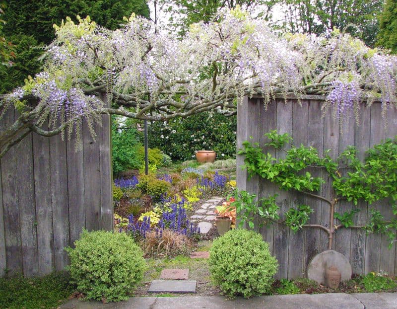 Japanese Wisteria