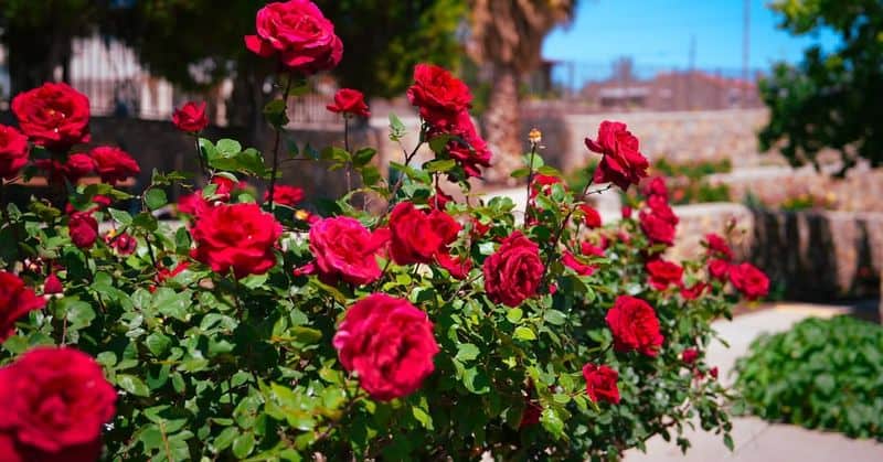 Red Rose
