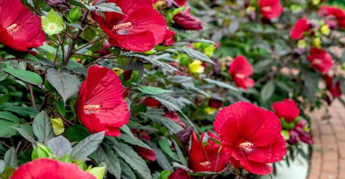 red-flowers