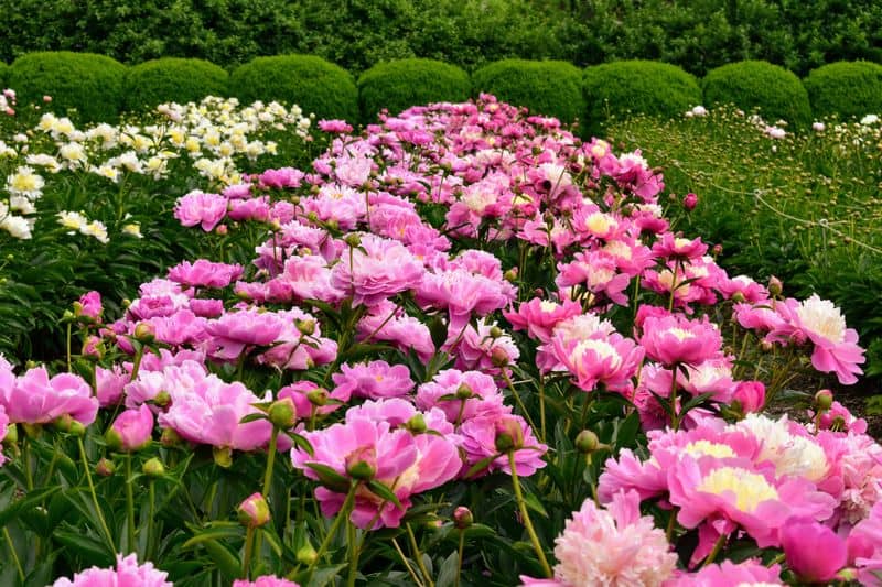 Pink Peony