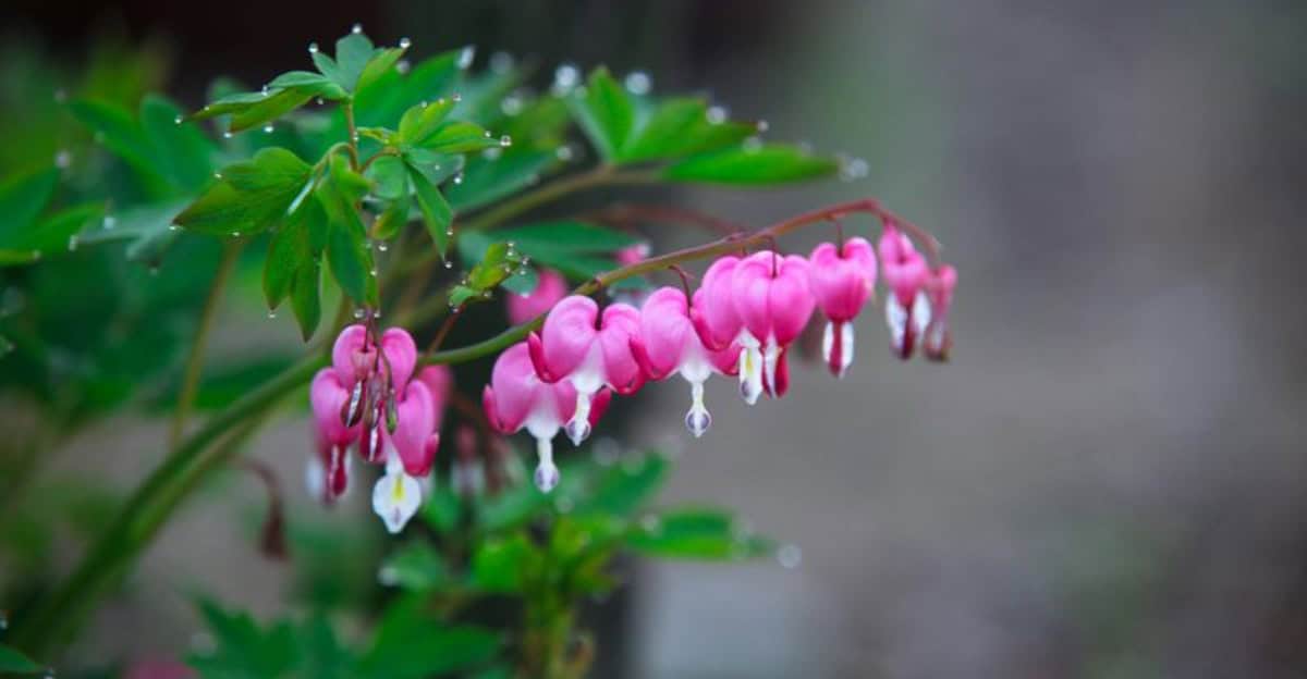 growing-bleeding-hearts
