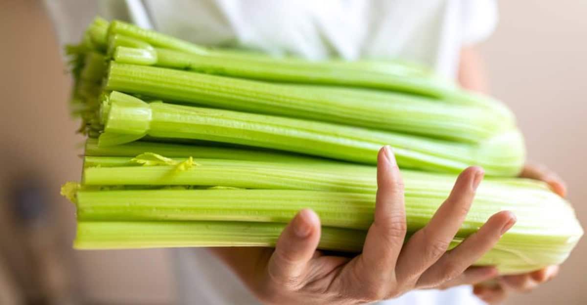 10 Tips for Growing Celery in Your Backyard