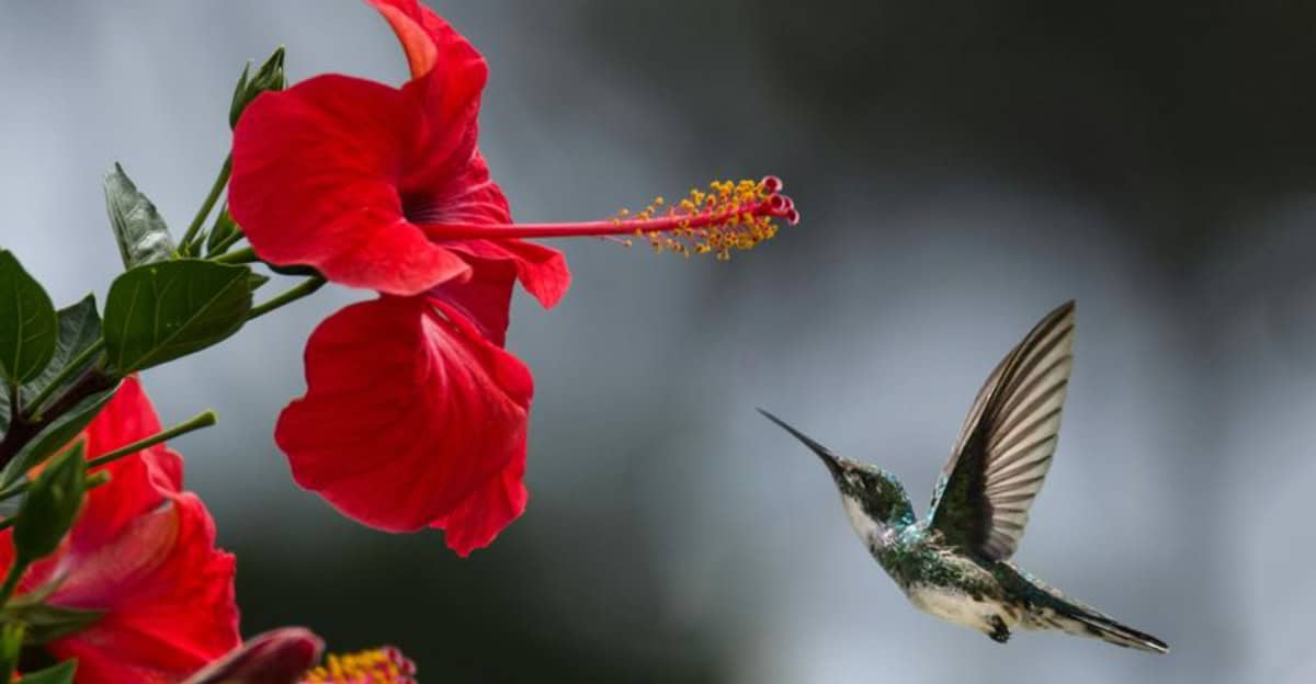 growing-hibiscus