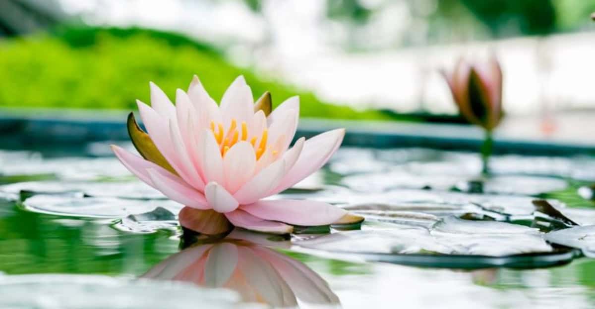 growing-lotus-flowers