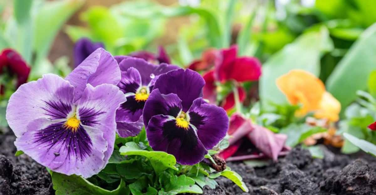 growing-pansies