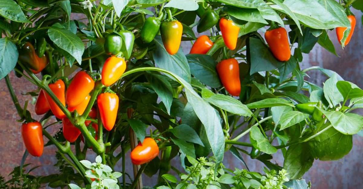 growing-peppers