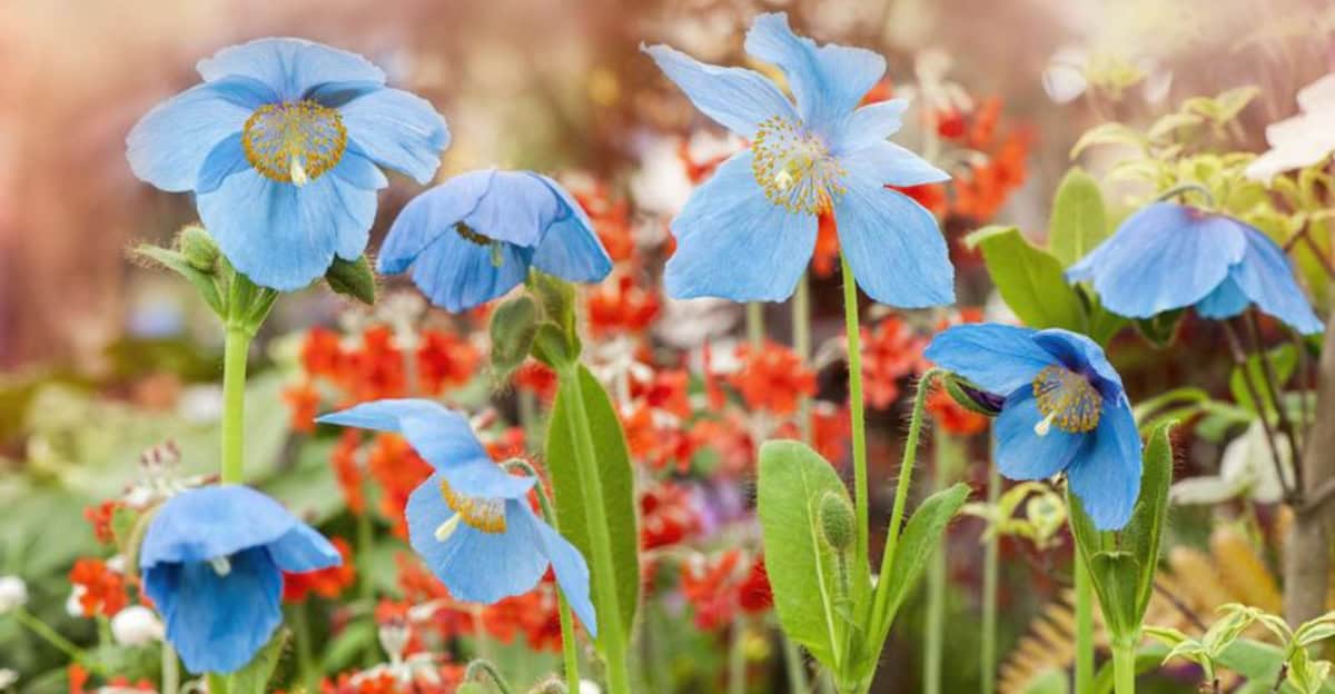 grow-blue-poppies
