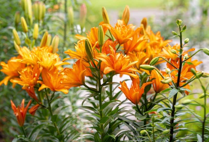 Asiatic Lily