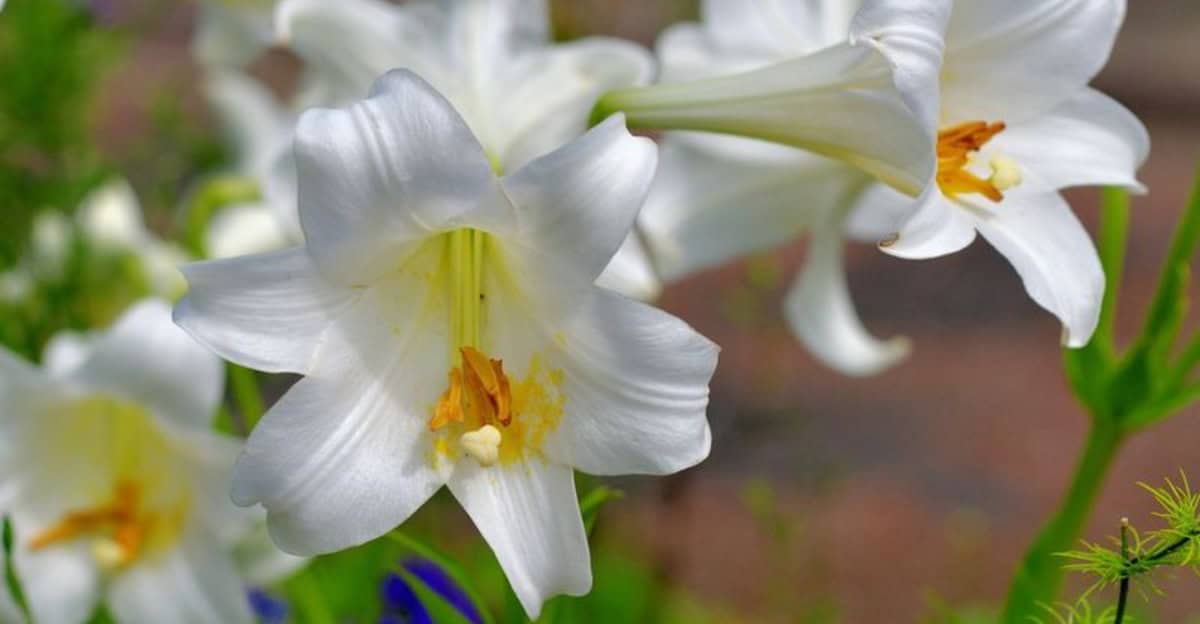 types-lilies