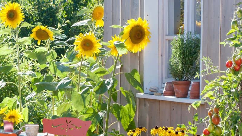 Sunflower