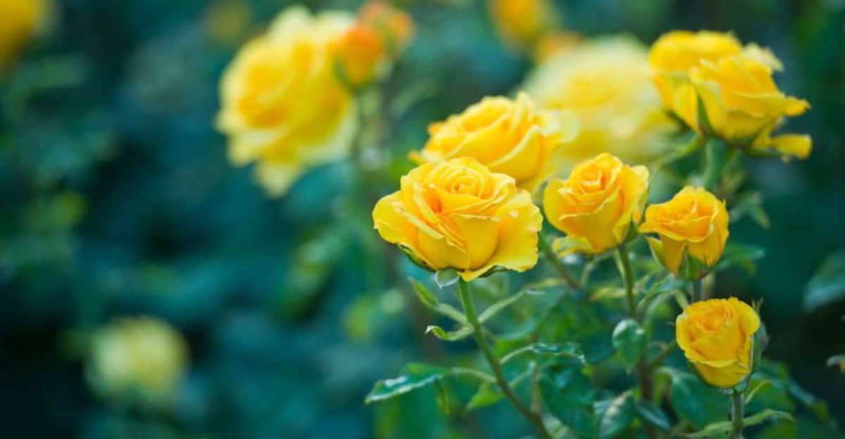 yellow-flowers