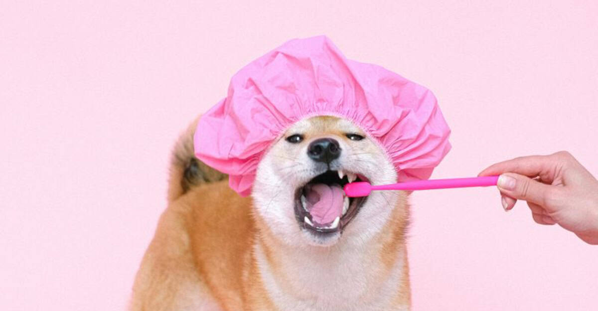 10 Ways to Keep Pet Smells at Bay