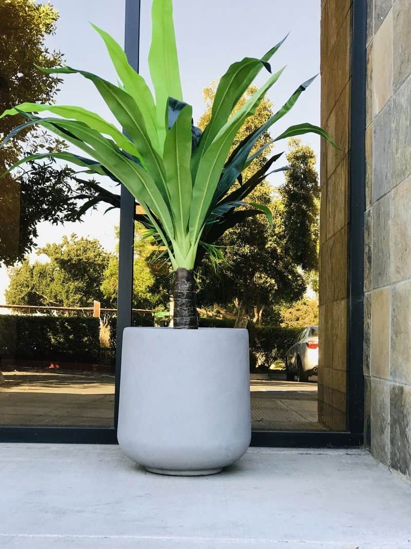 Suitable for Large Plants