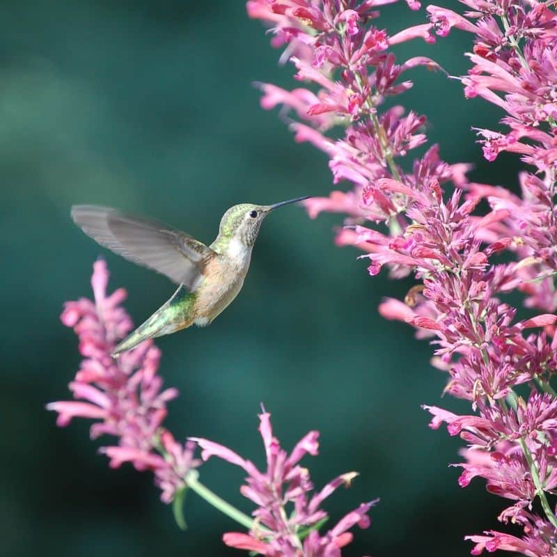 Agastache (Agastache spp.)