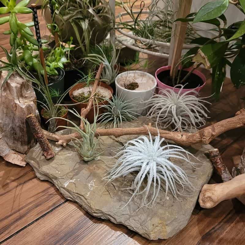 Air Plants