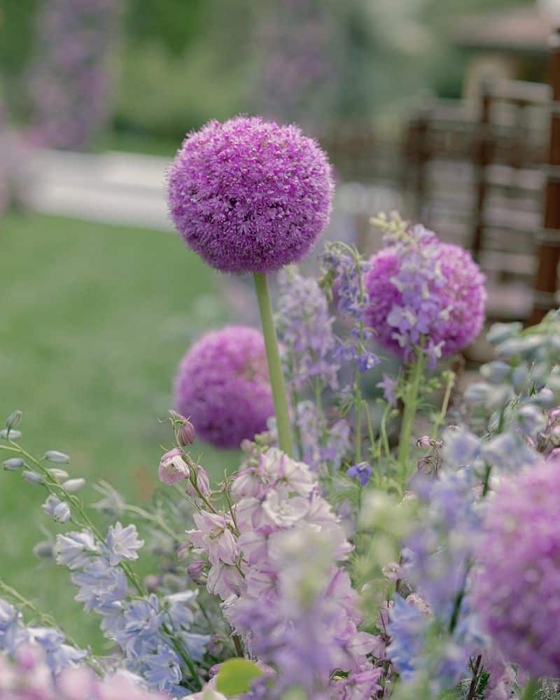 Allium (Allium spp.)