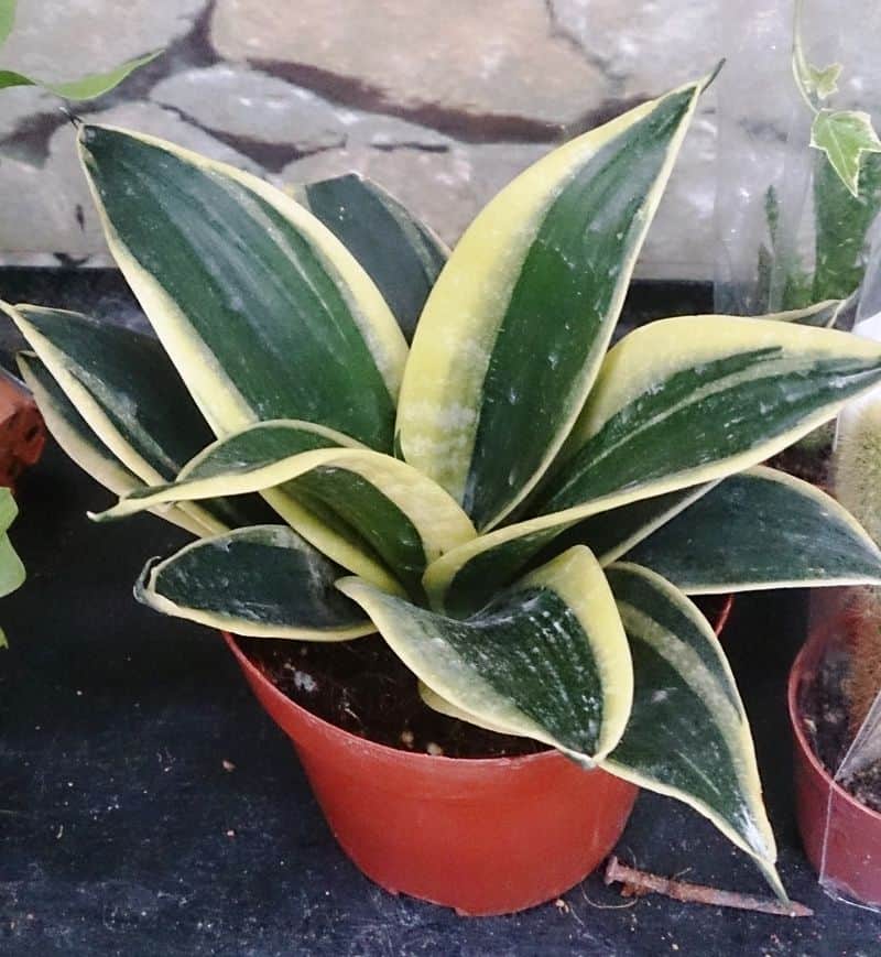 Snake Plant Survival