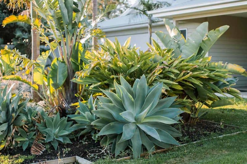Agave