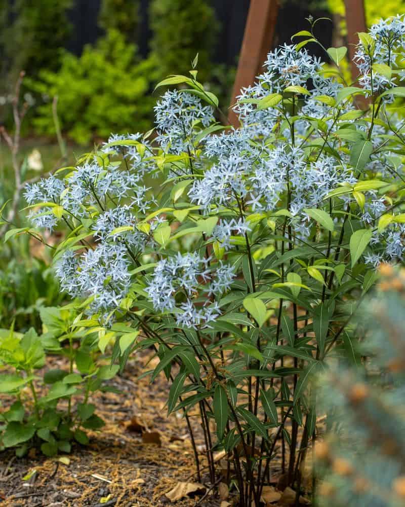 Amsonia 'Storm Cloud' (Bluestar)