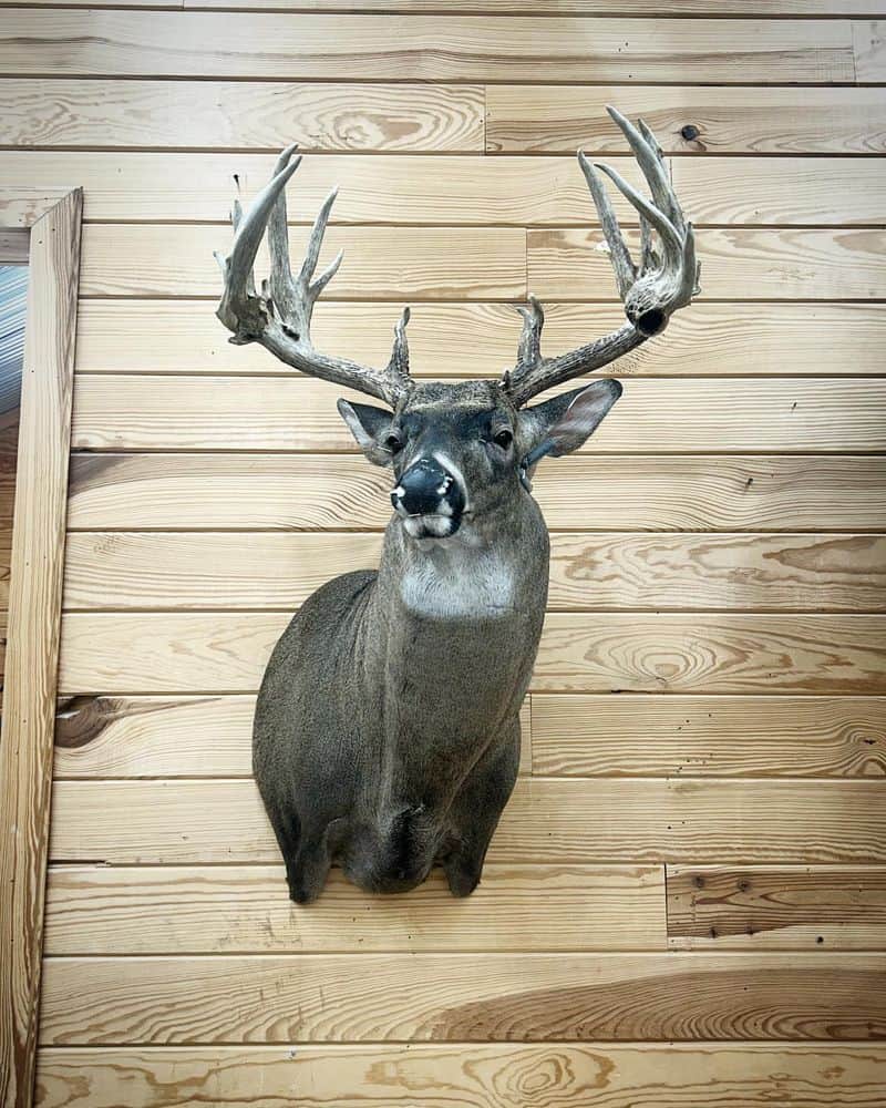 Animal Head Wall Mounts