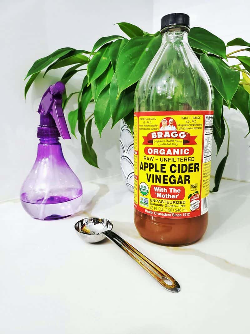 Apple Cider Vinegar Trap