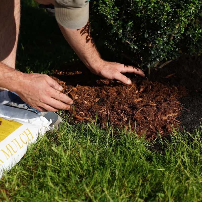 Apply Mulch Generously