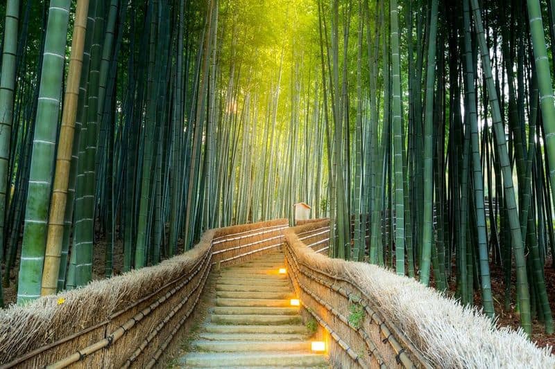 Arashiyama Bamboo Grove