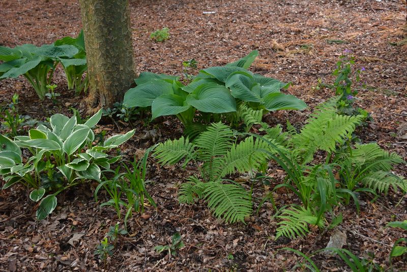 Ferns and Shade Plants