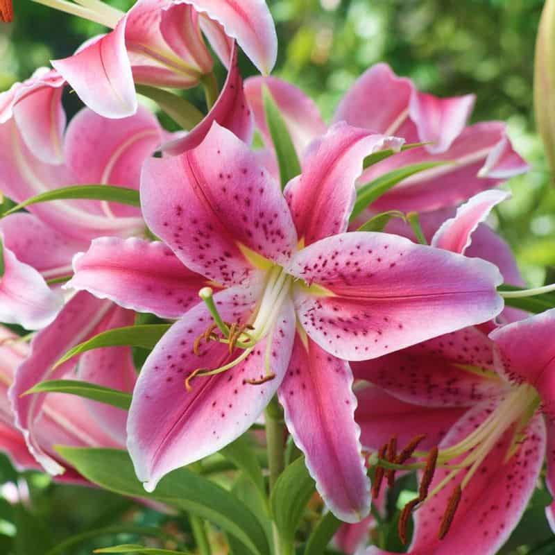 Oriental Lily