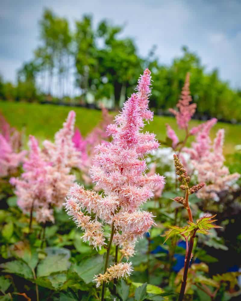 Astilbe (Astilbe spp.)
