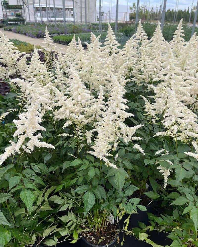 Astilbe (Astilbe spp.)