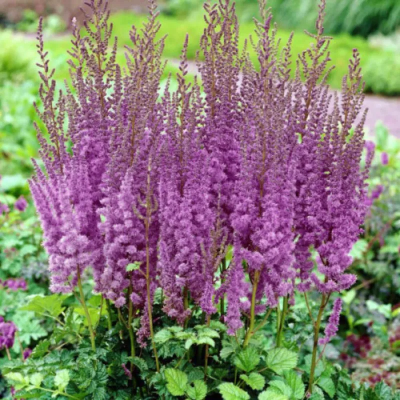 Astilbe 'Gloria Purpurea' (Astilbe chinensis)
