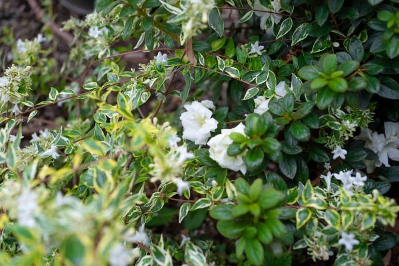 Azalea Accent Planting