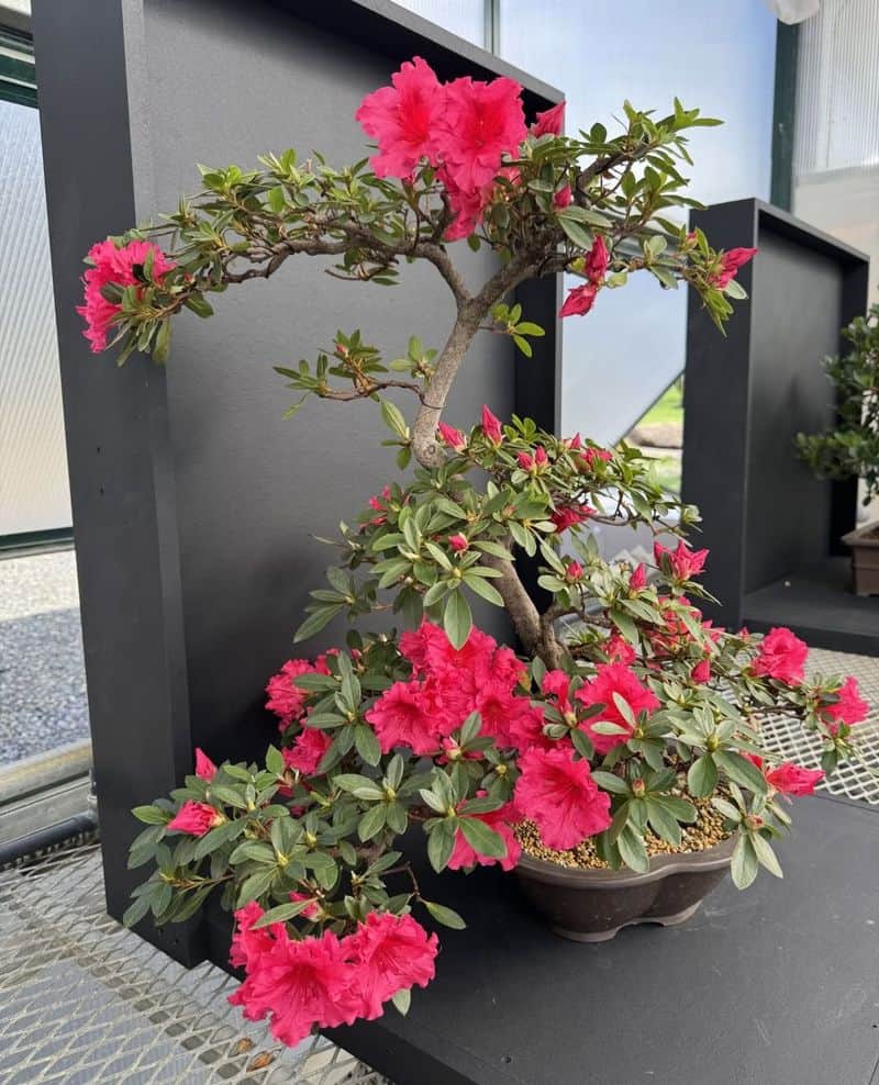 Azalea Bonsai Artistry