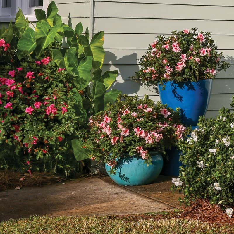 Azalea Companion Planting