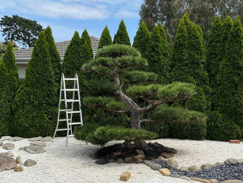 Japanese Black Pine (Pinus thunbergii)