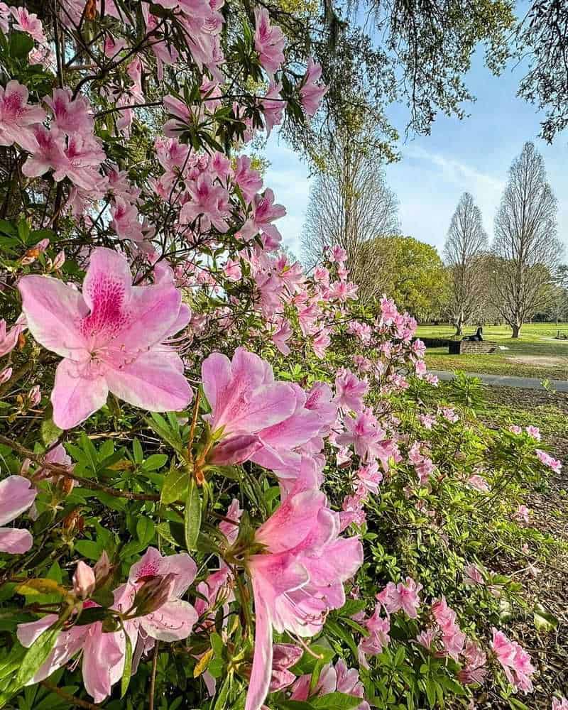 Azalea Seasonal Displays