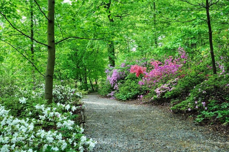 Azalea Woodland Retreat