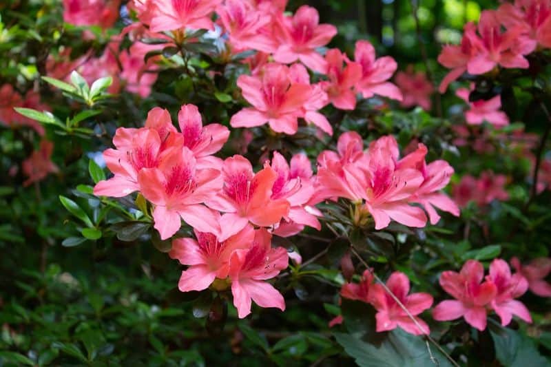 Azalea