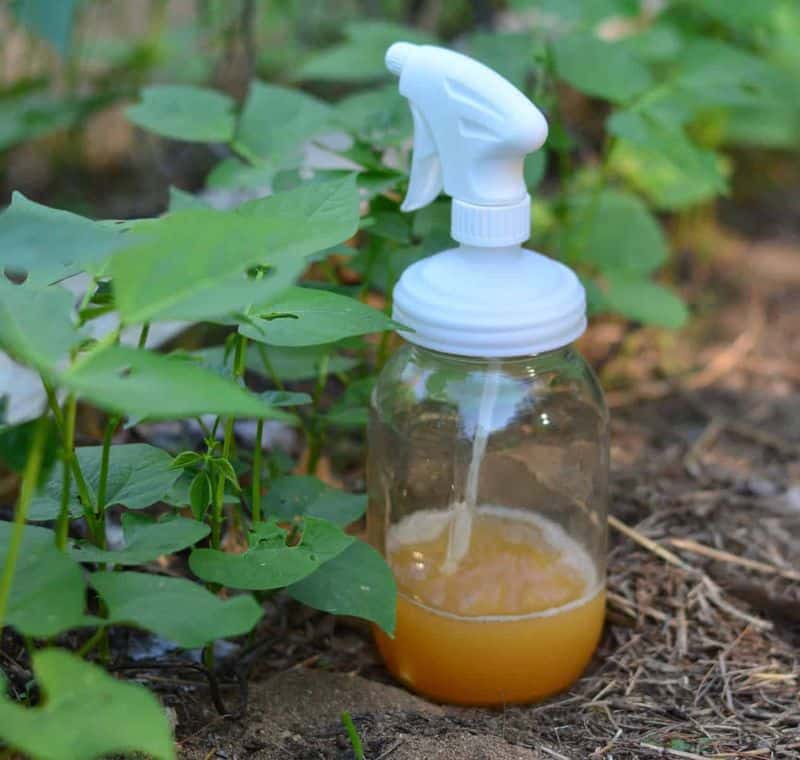 Natural Pest Deterrent