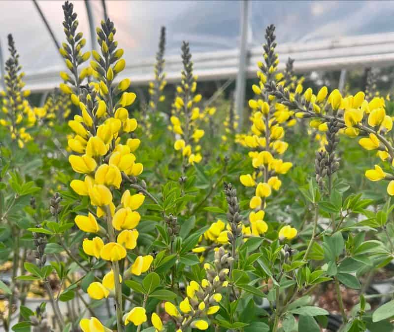 Baptisia (Baptisia 'Lemon Meringue')