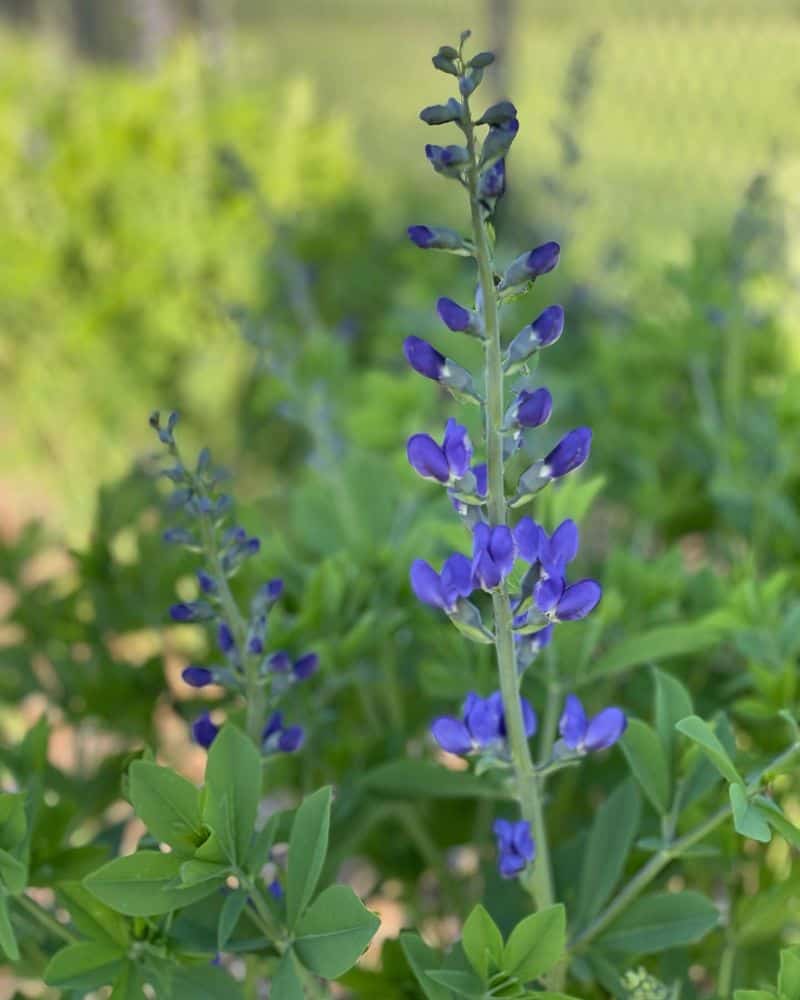 Baptisia 'Decadence® Blueberry Sundae' (False Indigo)