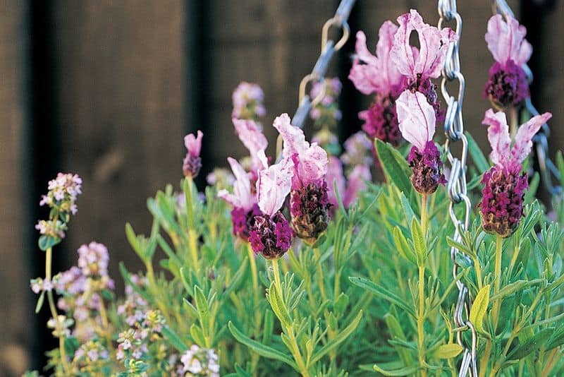 Thyme