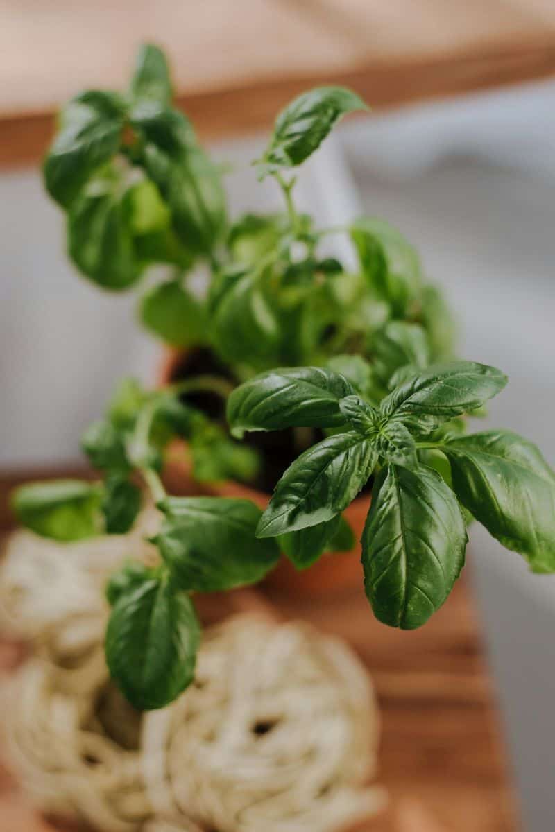 Basil Plant