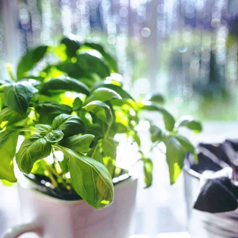 Basil